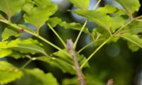 gomo cinzento de freixo-florido, entre as folhas - Fraxinus ornus