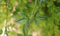 folhas opostas, trifoliadas, de jasmim-de-inverno - Jasminum nudiflorum