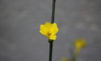 flor solitária de jasmim-de-inverno, semiaberta composta por 7 pétalas (pouco frequente), o carpelo está bem visível - Jasminum nudiflorum