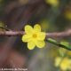 jasmim-de-inverno flor perfeita, ccálice com 6 pétalas, com o carpelo visível - Jasminum nudiflorum
