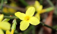 jasmim-de-inverno, flor solitária aberta, composta por 4 pétalas, facto raro - Jasminum nudiflorum