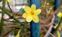 jasmim-de-inverno, flor composta por 6 pétalas, com o carpelo visível - Jasminum nudiflorum