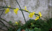 aspecto de um caule pendente de jasmim-de-inverno, com 7 flores solitárias - Jasminum nudiflorum
