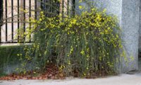 hábito do jasmim-de-inverno, com os seus caules repletos de flores - Jasminum nudiflorum