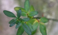 folhas trifoliadas, verde-escuro, nas quais o folíolo central é muito maior que os dois laterais de jasmim-de-inverno - Jasminum nudiflorum