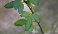 folhas trifoliadas de jasmim-de-inverno, ligeiramente coriáceas, cujo folíolo central é maior que os dois laterais - Jasminum nudiflorum
