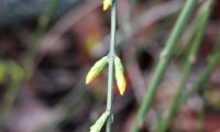 botões solitários e axilares de jasmim-de-inverno - Jasminum nudiflorum