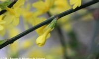botão de jasmim-de-inverno com brácteas lanceoladas sendo as bases maculadas de vermelho, protegem o cálice, amarelo-luminoso, preste a abrir - Jasminum nudiflorum