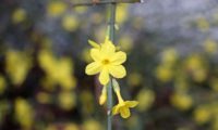 jasmim-de-inverno, flores solitárias e axilares com 5 pétalas amarelos (Jasminum nudiflorum)