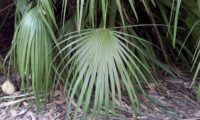 aspecto da folha de palmeira-anã, palmeira-das-vassouras, palmeira-vassoureira - Chamaerops humilis