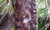 aspecto do espique da palmeira-anã possui a superfície revestida por fibras escuras - Chamaerops humilis