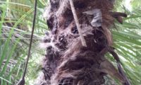 aspecto do espique da palmeira-anã, revestida por fibras castanho-escura, provenientes da desagregação de bainhas velhas - Chamaerops humilis