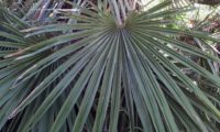 longo pecíolo e folha de palmeira-anã, palmeira-das-vassouras, palmeira-vassoureira- Chamaerops humilis