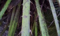 pecíolo com numerosos espinhos laterais, amarelados, rígidos até 3 cm de comprimento, palmeira-anã - Chamaerops humilis