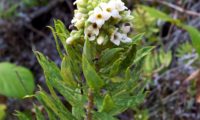 inflorescência branca e botões, sem frutos de trovisco - Daphne gnidium