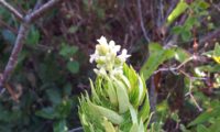 inflorescência rodeadas pelas folhas suberectas, páginas superiores e inferiores, estas de um verde glauca de trovisco, trovisqueira, gorreiro, erva-de-joão-pires, trovisco-fêmea - Daphne gnidium