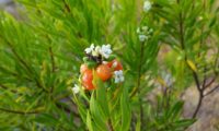 inflorescência com flores brancas, botões, frutos verdes e um grupo de frutos maduros de cor de laranja em redor, com o fundo desfocado das outros caules ramudos de trovisco - Daphne gnidium