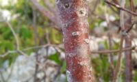 aspecto e cor do ritidoma de trovisco - Daphne gnidium
