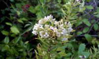 panícula composta por flores brancas, botões e numerosas folhas suberectas de trovisco - Daphne gnidium