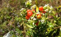 inflorescência composta por flores brancas, botões, frutos verdes e maduros trovisco - Daphne gnidium