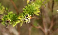 panícula com flores, frutos e folhas de trovisco - Daphne gnidium