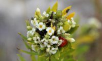 pormenores da inflorescência de flores brancas, botões, frutos verdes e maduros de cor de laranja de trovisco, trovisqueira, gorreiro, erva-de-joão-pires