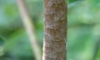 alindres, figueira-do-inferno - Euphorbia mellifera (14)