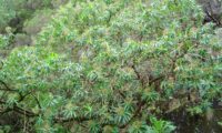 alindres, figueira-do-inferno - Euphorbia mellifera (18)
