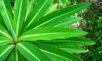 alindres, figueira-do-inferno - Euphorbia mellifera (2)