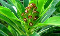 alindres, figueira-do-inferno - Euphorbia mellifera (5)