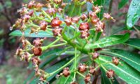 alindres, figueira-do-inferno - Euphorbia mellifera (6)