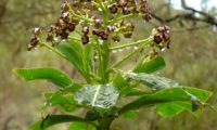 alindres, figueira-do-inferno - Euphorbia mellifera (7)