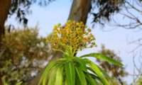 alindres, figueira-do-inferno - Euphorbia mellifera (9)
