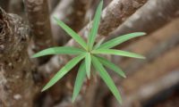 figueira-do-inferno - Euphorbia piscatoria (1)