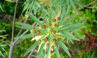 figueira-do-inferno - Euphorbia piscatoria (11)
