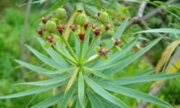 figueira-do-inferno - Euphorbia piscatoria (12)