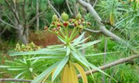 figueira-do-inferno - Euphorbia piscatoria (13)