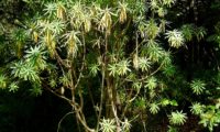 figueira-do-inferno - Euphorbia piscatoria (17)
