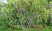 figueira-do-inferno - Euphorbia piscatoria (18)