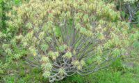 figueira-do-inferno - Euphorbia piscatoria (19)