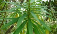 figueira-do-inferno - Euphorbia piscatoria (2)