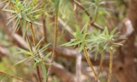 figueira-do-inferno - Euphorbia piscatoria (2.0)