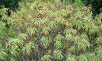 figueira-do-inferno - Euphorbia piscatoria (20)