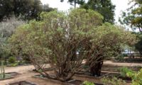 figueira-do-inferno - Euphorbia piscatoria (21)