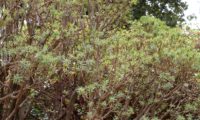 figueira-do-inferno - Euphorbia piscatoria (22)