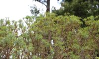 figueira-do-inferno - Euphorbia piscatoria (23)