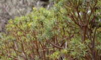 figueira-do-inferno - Euphorbia piscatoria (24)