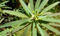 figueira-do-inferno - Euphorbia piscatoria (3)