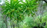 figueira-do-inferno - Euphorbia piscatoria (6)