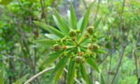 figueira-do-inferno - Euphorbia piscatoria (7)